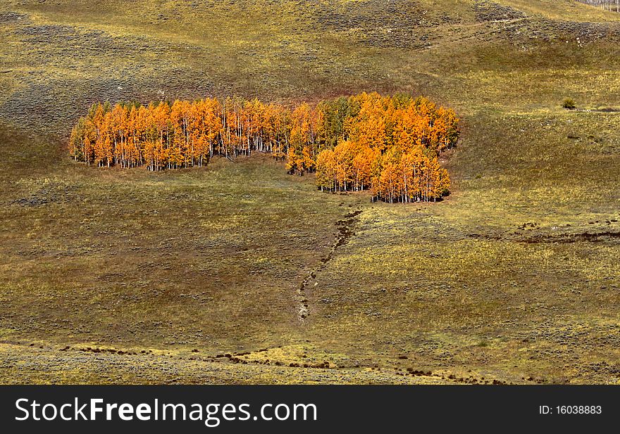 Autumn trees on the hill near Crested Butte Colorado