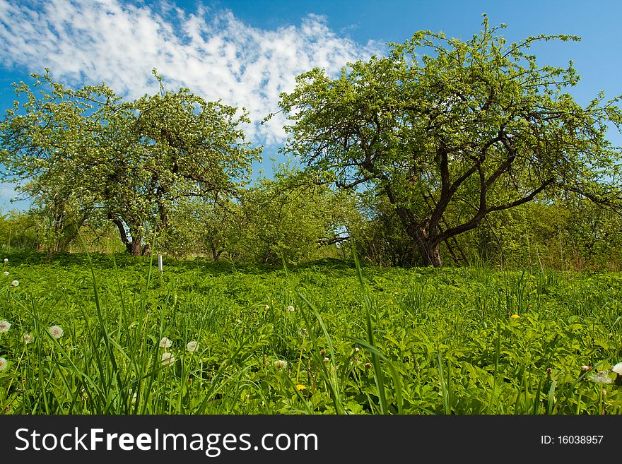 Apple tree with flowers on ble sky