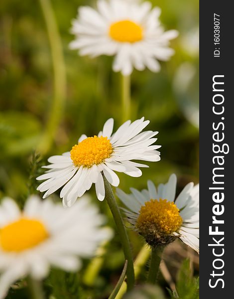 Field flowers