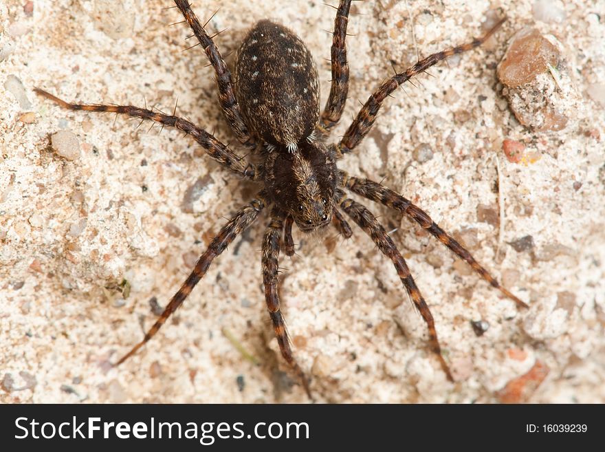 Spider in nature macro close up