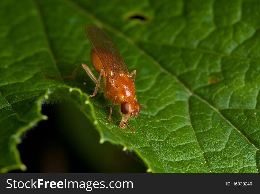 Orange fly on green leaf