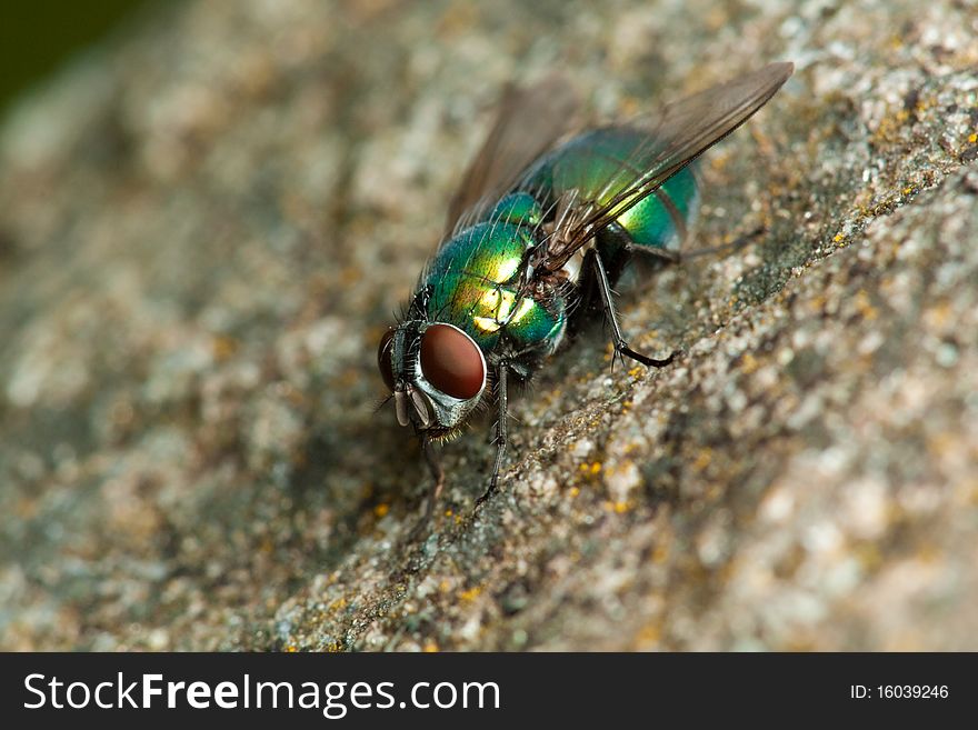 Fly on the stone in nature