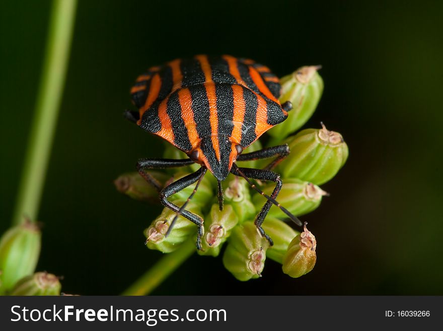 Black orange striped bug, graphosoma lineatum, on green stem