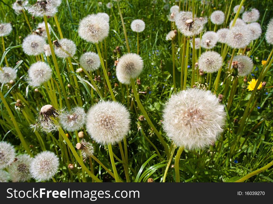 Dandelion on green backgoud with seeds