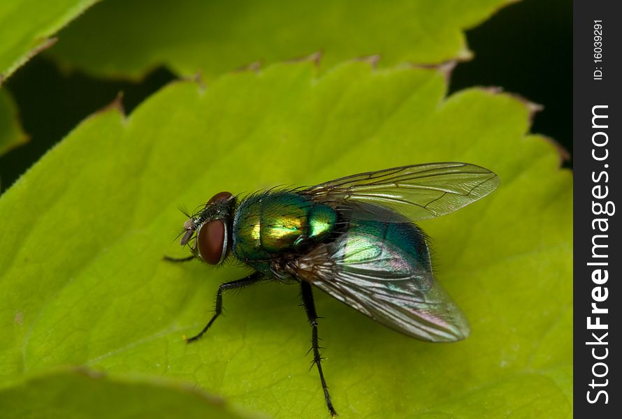 Fly on green leaf in nature close up