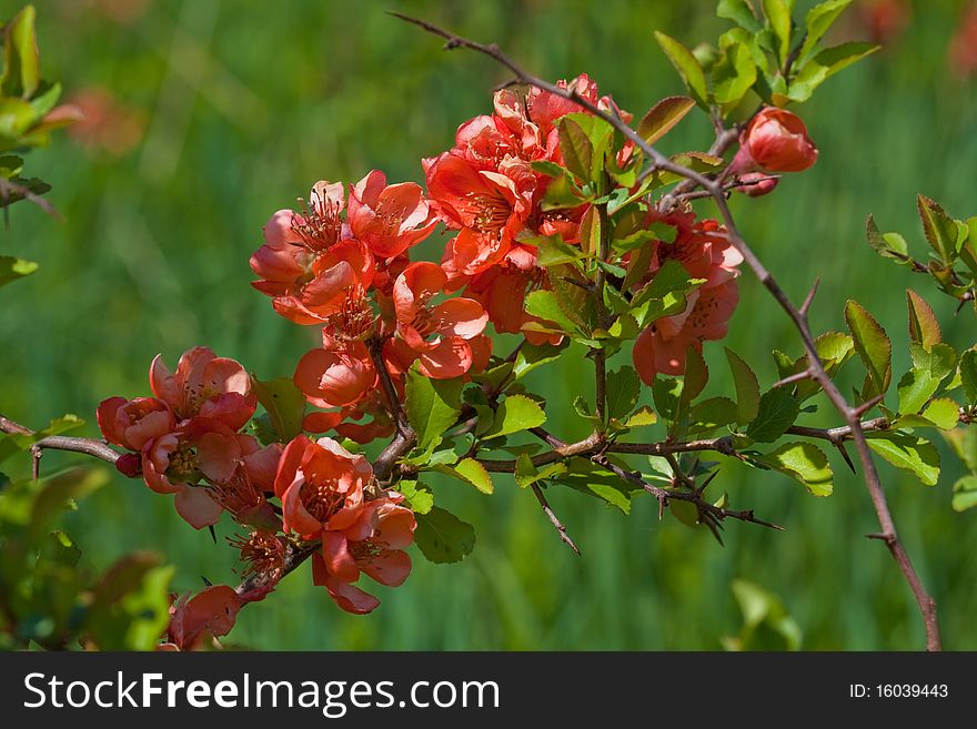 Quince flowers in nature close up