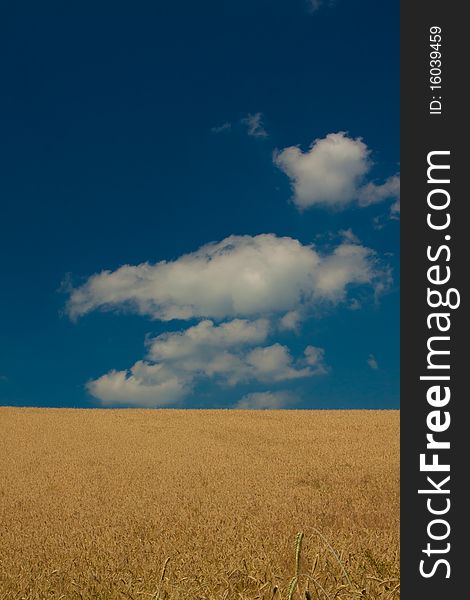 Wheat Field on blue sky background
