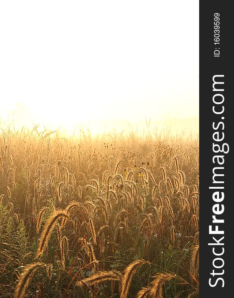 A field of dew covered grass fading into an evening colored background. A field of dew covered grass fading into an evening colored background.