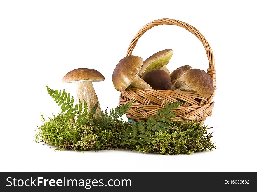 Fresh boletus mushrooms in basket on green moss isolated. Fresh boletus mushrooms in basket on green moss isolated