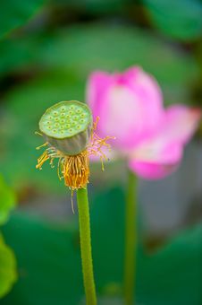 Pink Lotus Royalty Free Stock Photo Pink Lotus Royalty Free Stock Photo