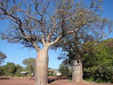 Baobab Stock Photography Baobab Stock Photography