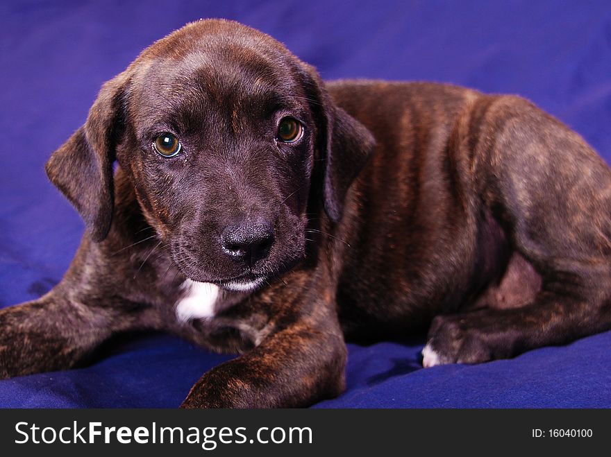 This is my new 10 week old puppy missy. she is a mixed, breed Italian Mastiff and Pressa. on a blue background in my studio. This is my new 10 week old puppy missy. she is a mixed, breed Italian Mastiff and Pressa. on a blue background in my studio.