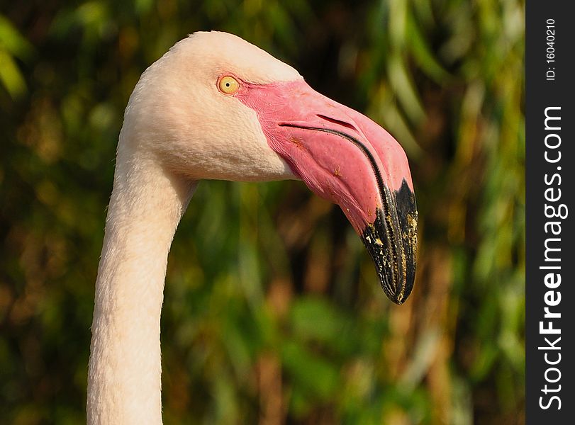 Flamingo pink head (selective focus)