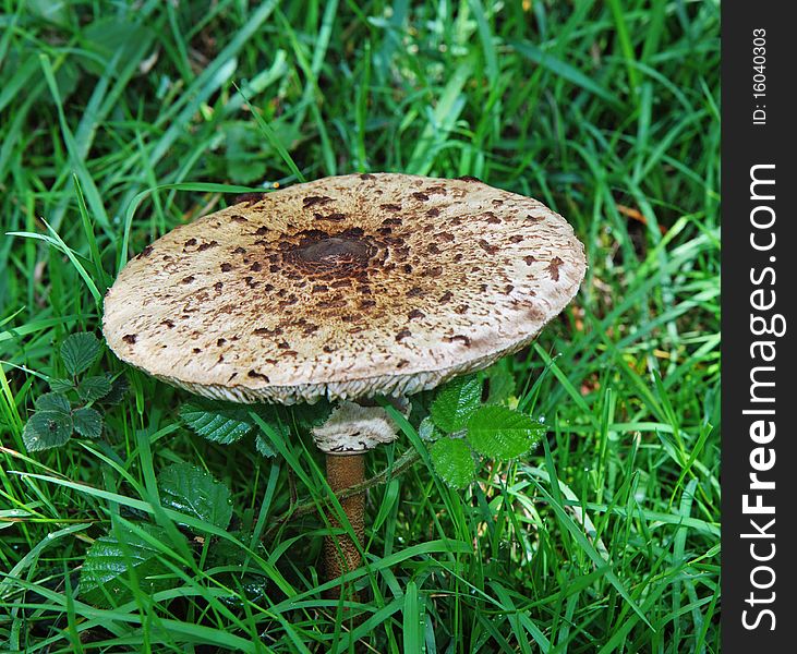 Close up of Parasol Mushroom (Macrolepiota Procera) growing in lush grass