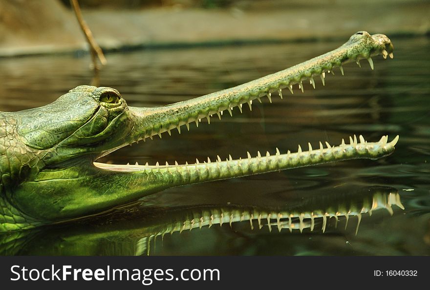 Gavial (Indian gharial) with its jaws wide open