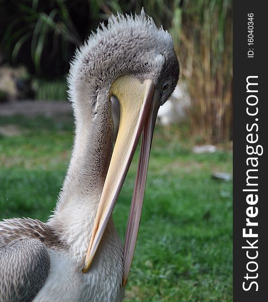 Grey pelican in Czech zoo