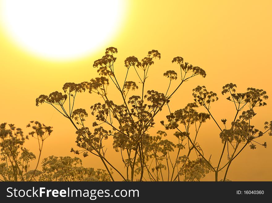 Flower silhouette at sunrise and morning mist