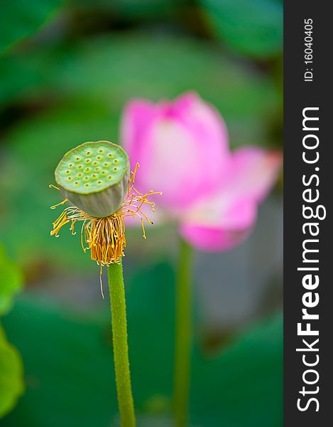 Pink lotus in the summer.