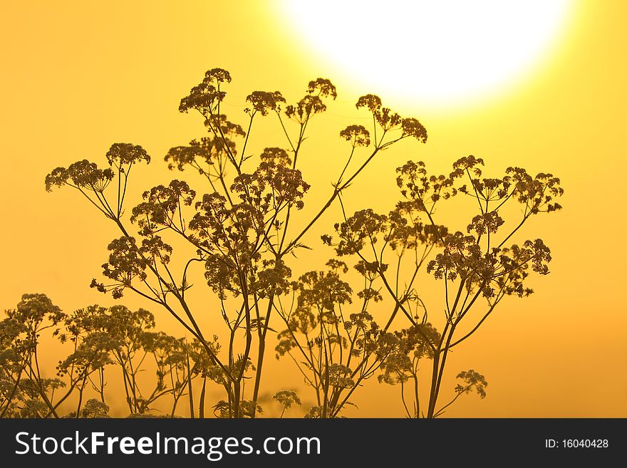 Flower Silhouette At Sunrise