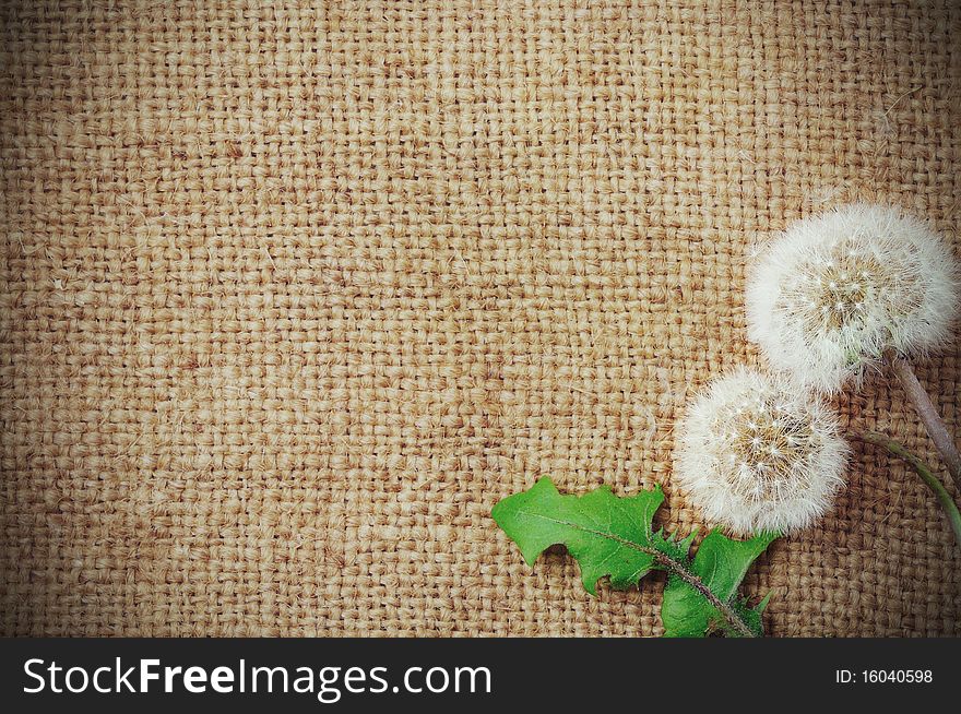 Detailed background of jute structure with dandelions. Detailed background of jute structure with dandelions.