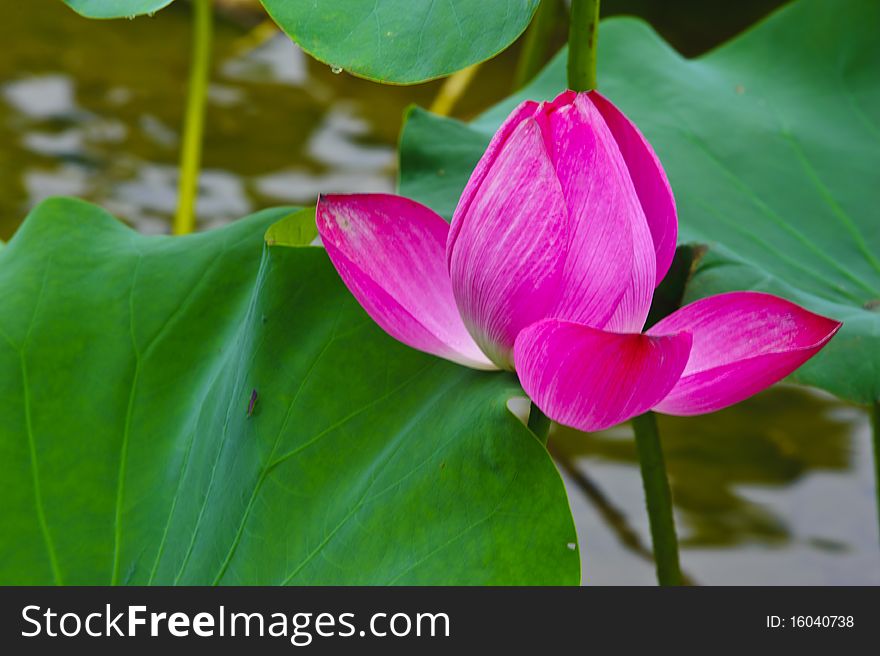 Pink lotus in the summer.