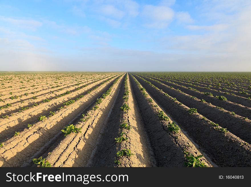 Cultivated potato field with morning sun