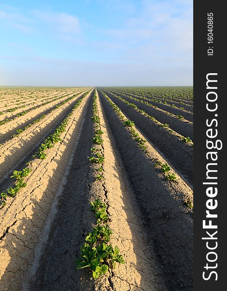 Cultivated potato field with morning sun