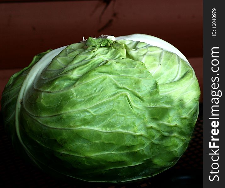 This is one of the cabbages my husband grew in his garden. This is one of the cabbages my husband grew in his garden