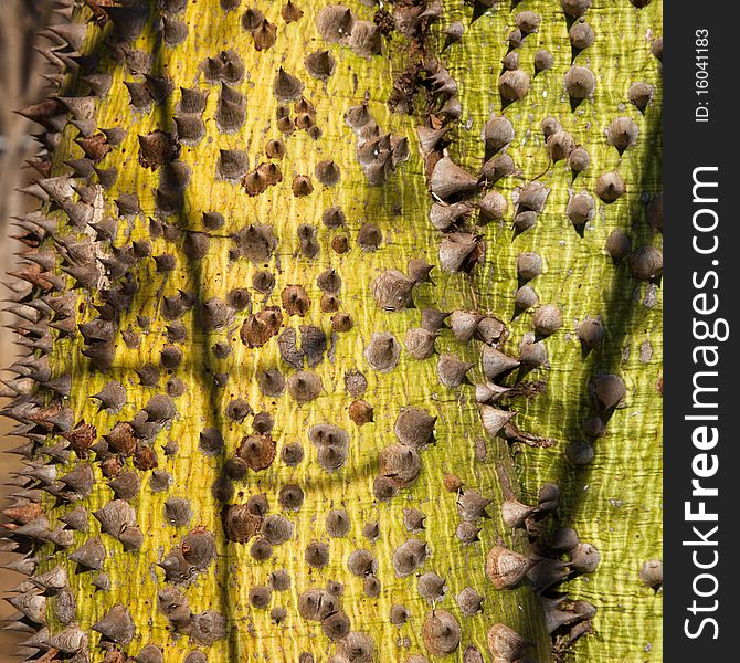 Thorns on the trunk and thorns of a Brazilian Chorisia Speciosa tree or Ceiba speciosa