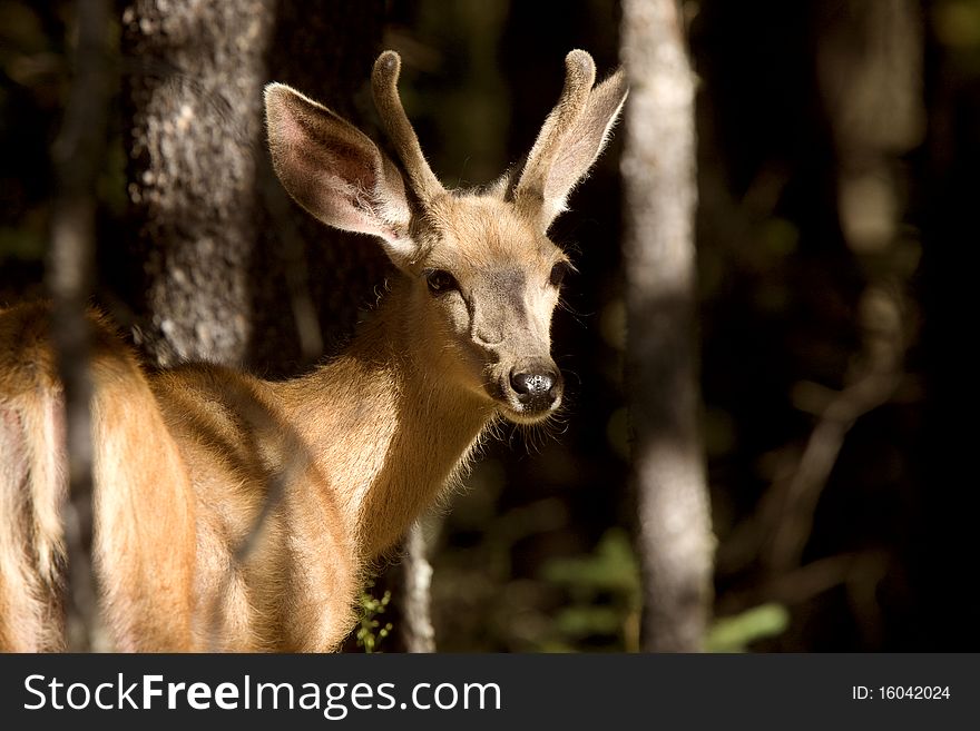 Deer Buck sunlit bush forest antlers velvet Canada