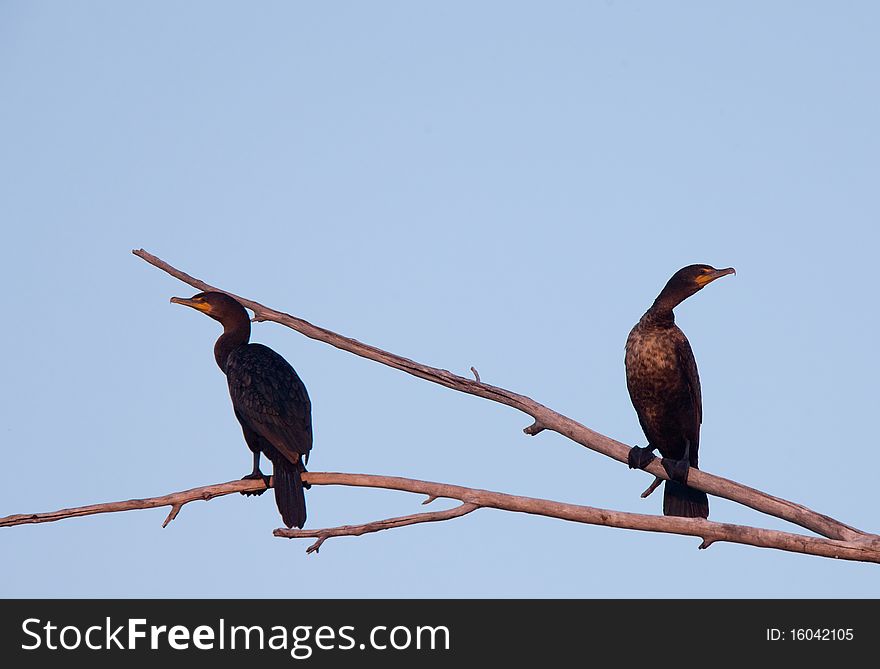 Cormorants in tree sunset Saskatchewan Canada low lighting