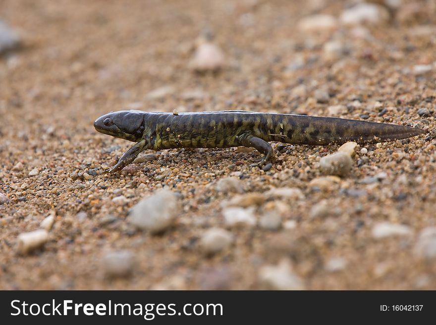 Tiger Salamander newt Saskatchewan Canada slimy skin