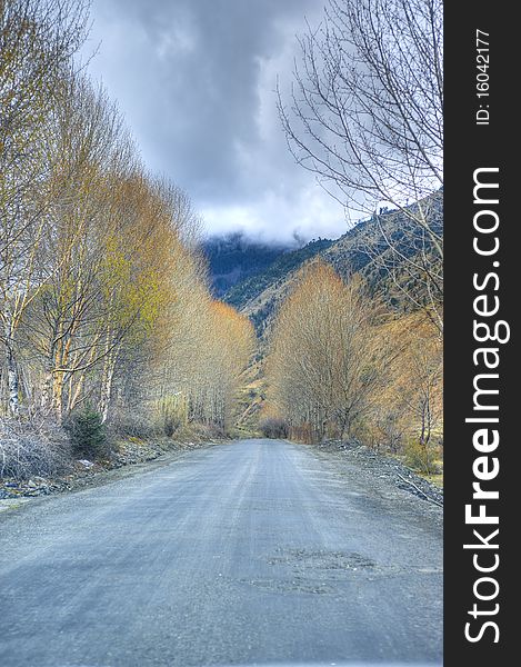 Old road tree and cloud