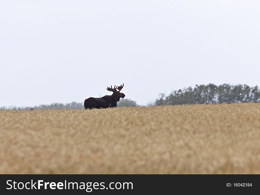 Bull Moose in Saskatchewan Prairie wheat bush