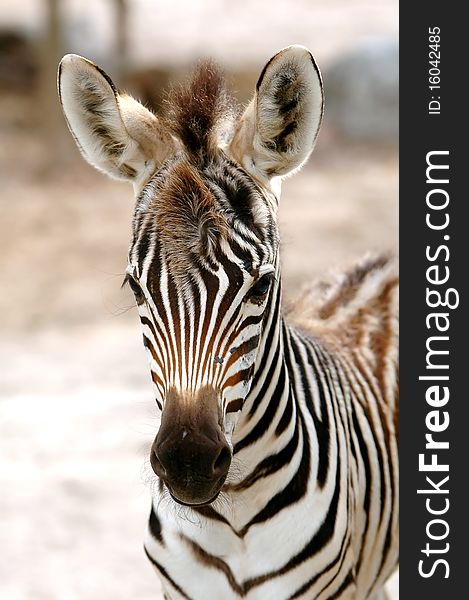 Young zebra in chiang mai night safari