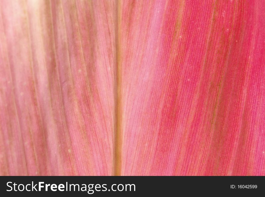 Texture of bright pink leaf