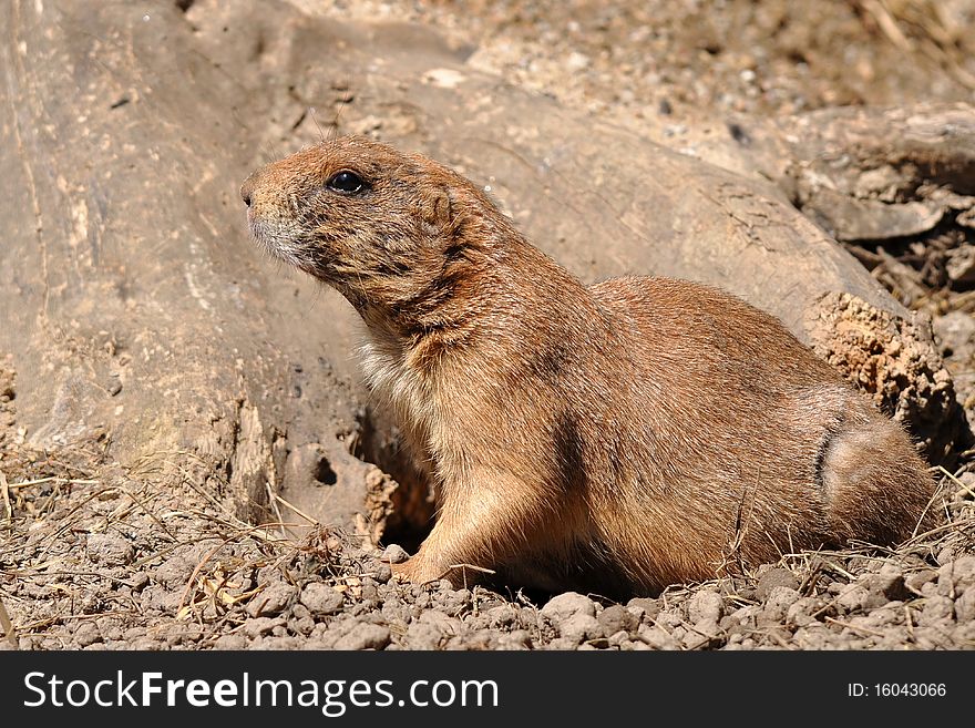 The black-tailed prairie dog (Cynomys ludovicianus), is a rodent of the family sciuridae found in the Great Plains of North America from about the USA-Canada border to the USA-Mexico border