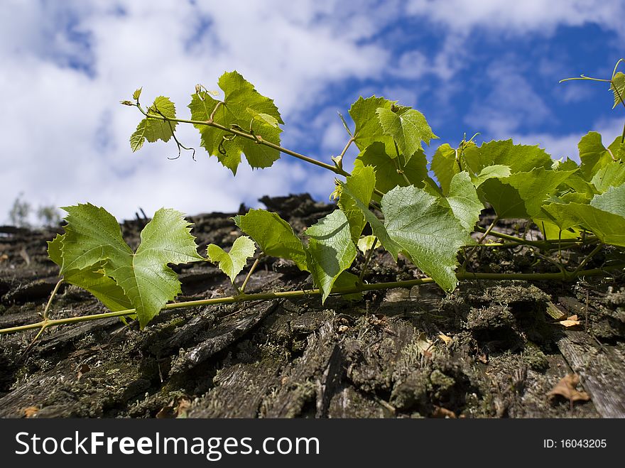 Grapevine on an old roof