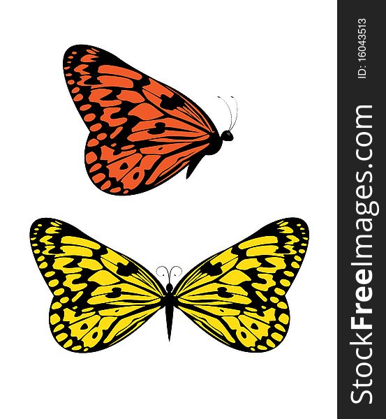 Butterflies on white background. Illustration