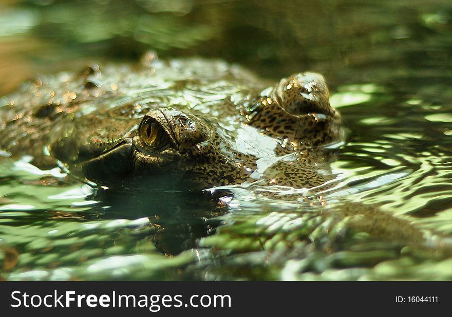 Gavial (Indian gharial) with its jaws wide open