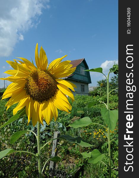 Sunflower on a kitchen garden. Blue sky.