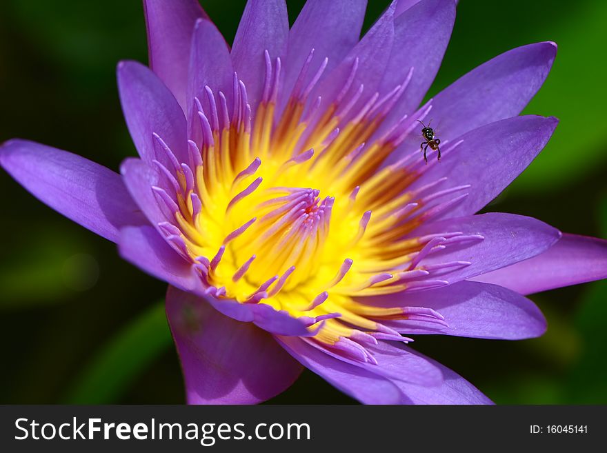 Purple-yellow Water Lily with a Bee