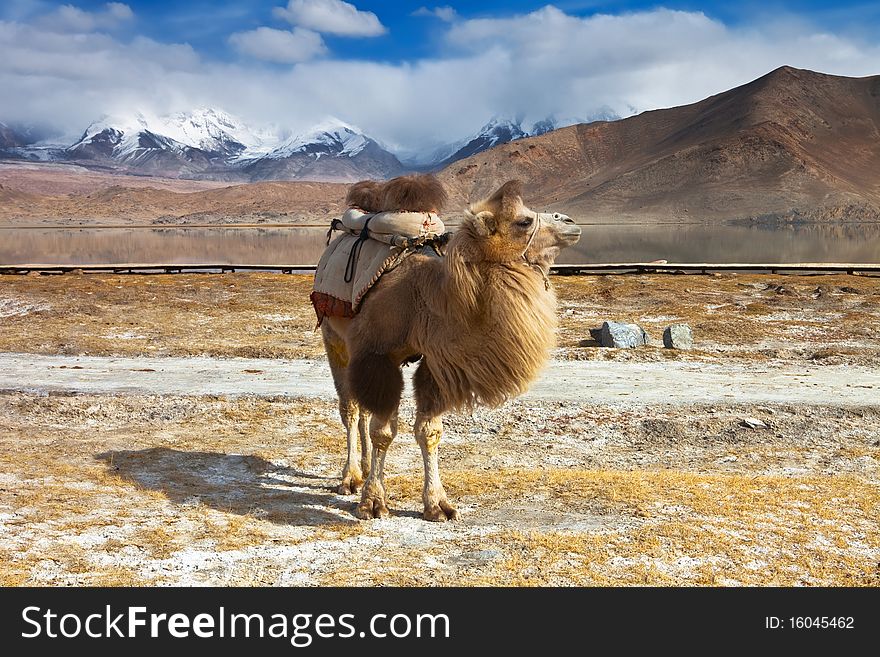 Beautiful highland scenery and camels. Beautiful highland scenery and camels