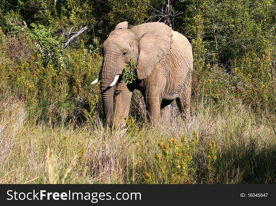 south Africa grove a elephant grazes while takes a walk. south Africa grove a elephant grazes while takes a walk