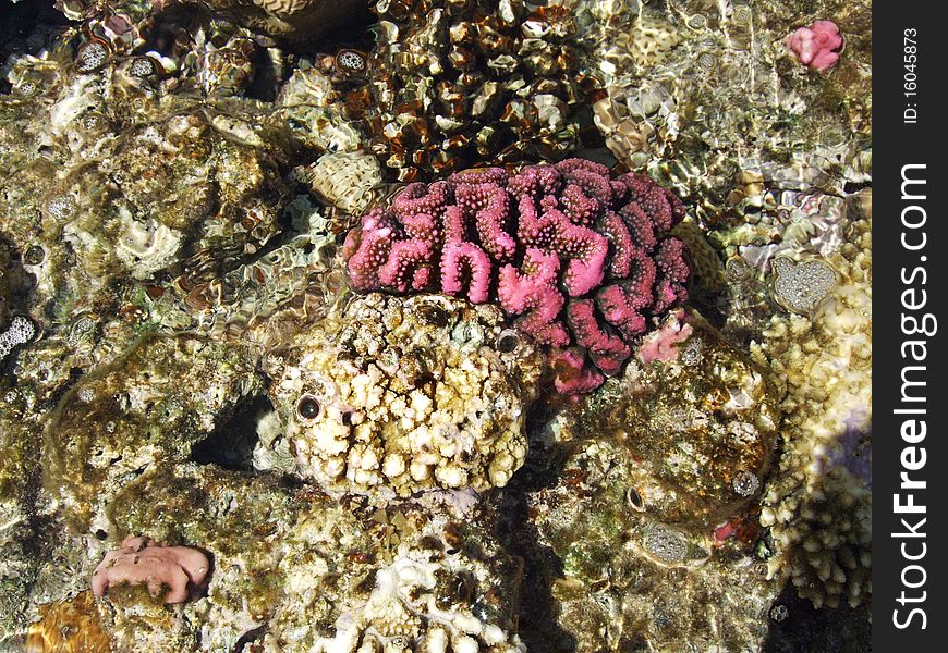 Coral on the beach or under the sea. Coral on the beach or under the sea