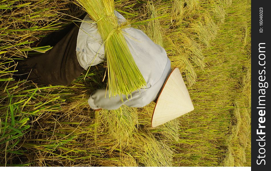 The man assembles into small bundles of the corn and rice will be transported to the threshing machine that is down the road. The machine can not enter the paddy field because the soil is too soft. The man assembles into small bundles of the corn and rice will be transported to the threshing machine that is down the road. The machine can not enter the paddy field because the soil is too soft.