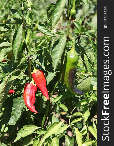 Organic chili peper is growing. Organic chili peper is growing