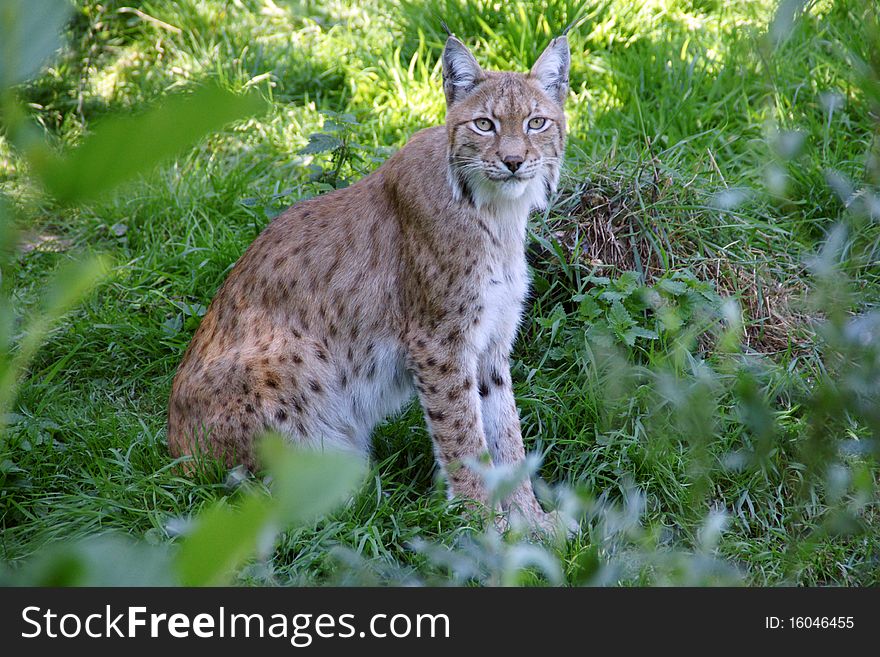 A beautiful and relaxed Lynx looking straight into the lens. A beautiful and relaxed Lynx looking straight into the lens.