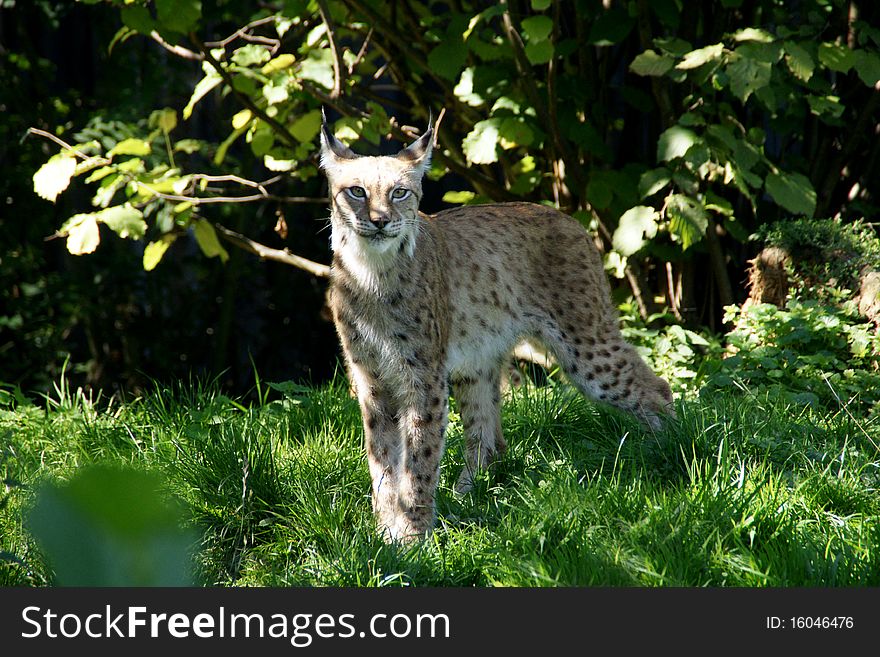 A beautiful Lynx coming out of the bushes. A beautiful Lynx coming out of the bushes.