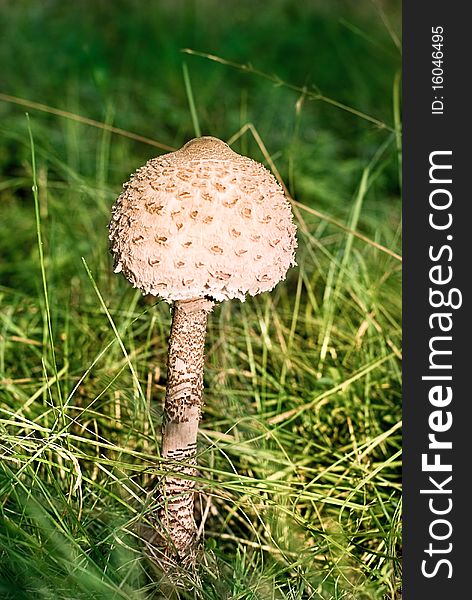 Parasol mushroom on the grass background